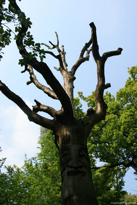 Provinciaal domein Nieuwenhoven - Galgenbos NIEUWERKERKEN foto 