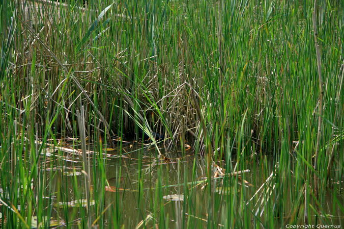 Provinciaal domein Nieuwenhoven - Galgenbos NIEUWERKERKEN / BELGI 