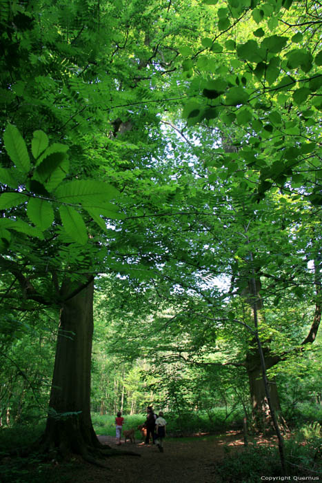 Provinciaal domein Nieuwenhoven - Galgenbos NIEUWERKERKEN / BELGI 