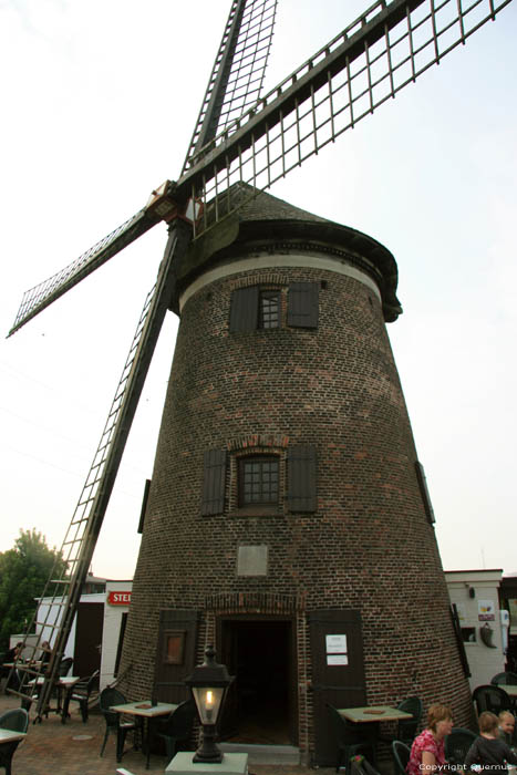 Scheldt dike Windmill Scheldt (in Doel) KIELDRECHT / BEVEREN picture 