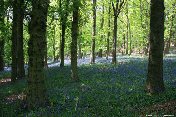 Flowers on Kemmel Mountain KEMMEL in HEUVELLAND / BELGIUM 