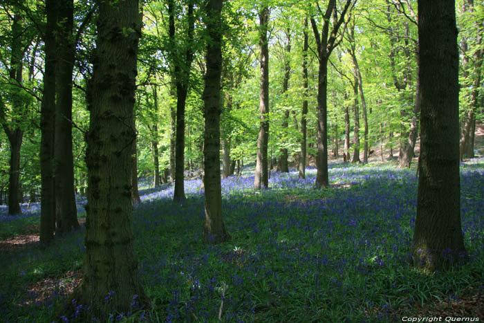 Fleures sur Montagne de Kemmel KEMMEL  HEUVELLAND / BELGIQUE 