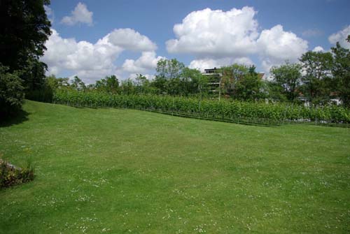 Saint Peter's abbey's wineyard GHENT / BELGIUM 