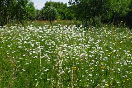 Groene Long KUURNE foto 