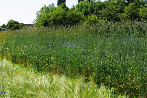 Groene Long KUURNE / BELGI 