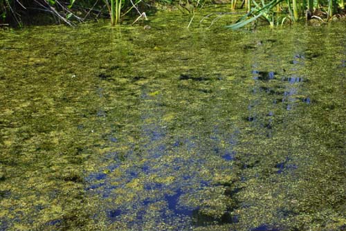 Groene Long KUURNE / BELGI 