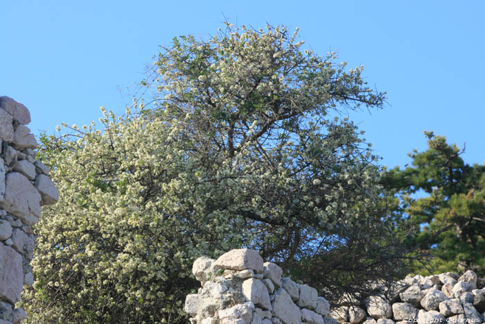 Ruines de chteau-fort Baka / CROATIE 