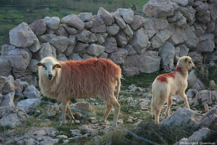 Geschilderde schapen Baka / KROATI 