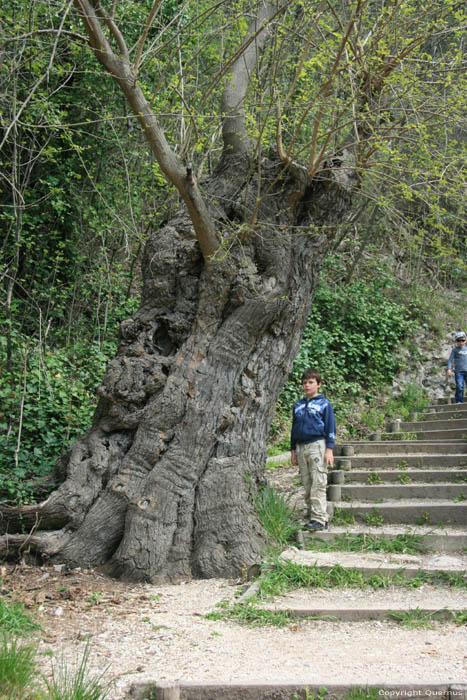 Krka oude boom Skradin / KROATI 