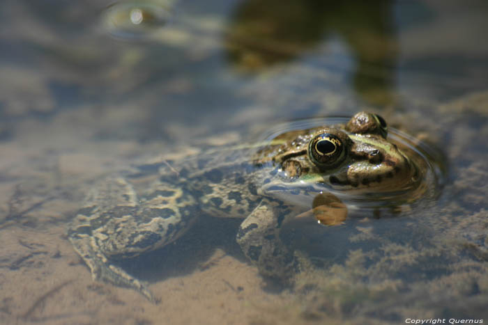 Krka Toad Skradin / CROATIA 