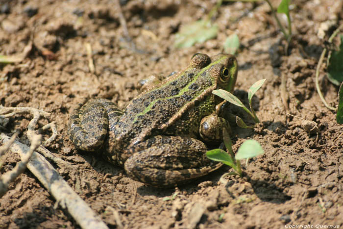 Krka Toad Skradin / CROATIA 