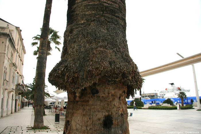 Promenade aan de zee Split in SPLIT / KROATI 