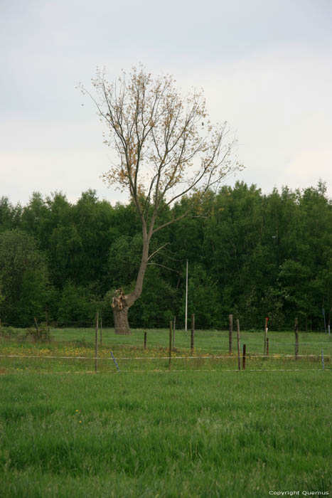 Old tree (in danger for Watefront project) NIEL / BELGIUM 