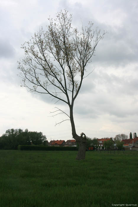 Oude Boom (in gevaal voor Waterfront project) NIEL / BELGI 