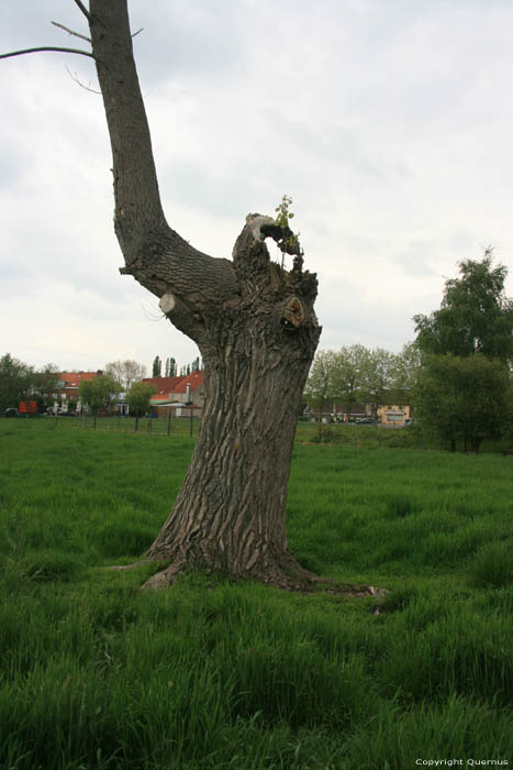 Old tree (in danger for Watefront project) NIEL picture 
