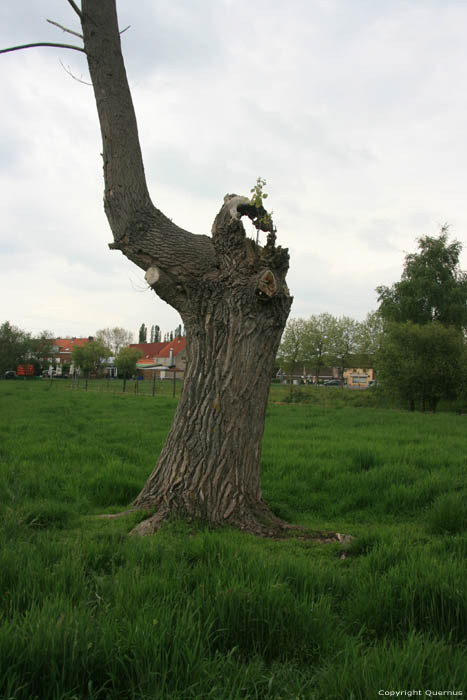 Ancien Arbre (en danger pour project Waterfront) NIEL / BELGIQUE 