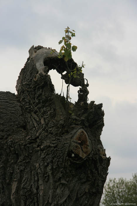 Ancien Arbre (en danger pour project Waterfront) NIEL / BELGIQUE 