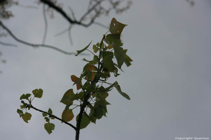 Ancien Arbre (en danger pour project Waterfront) NIEL photo 