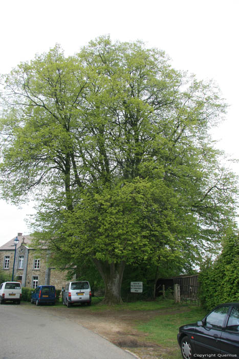 Tree of the 75 anniversary of the Belgian Independence COUVIN / BELGIUM 