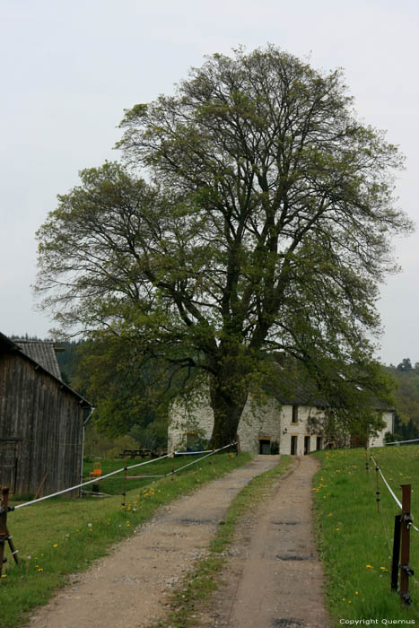 Farm COUVIN / BELGIUM 