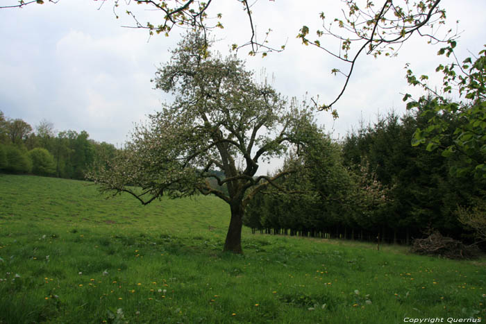 Lonesome fruit tree COUVIN picture 