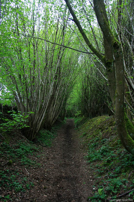 Wandelpad naast bos COUVIN foto 