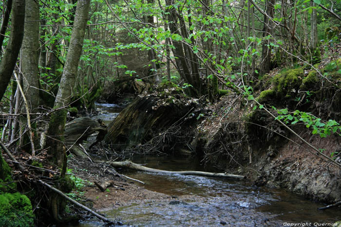 Small river COUVIN / BELGIUM 