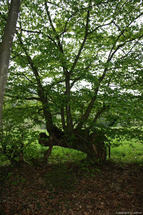 Arbre rare NAMUR  COUVIN / BELGIQUE 