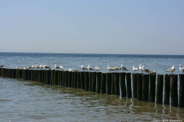 Casseur Pays De Sel (Zoutelande)  Zoutelande / Pays Bas 