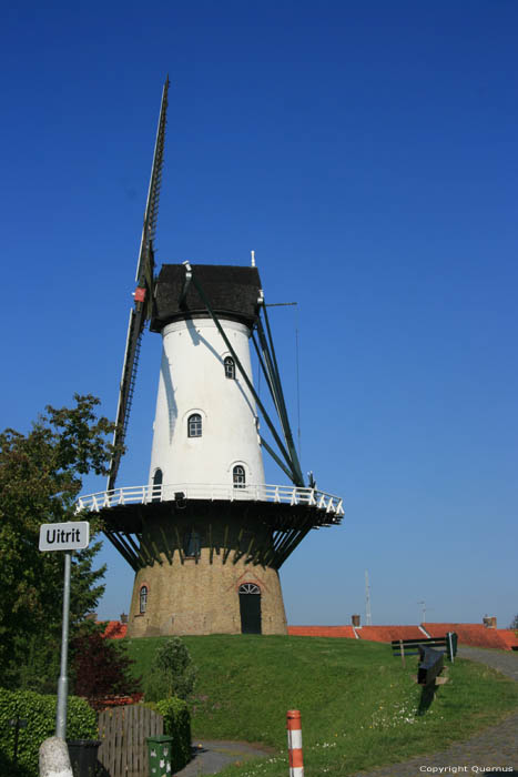 Moulin  Vent La Fille Blanche Ijzendijke / Pays Bas 