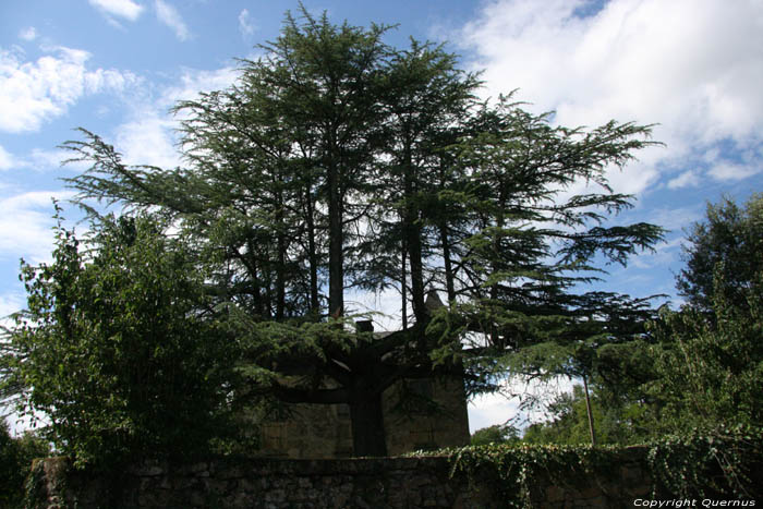 Tree close to Cougnac Cave PAYRIGNAC / FRANCE 