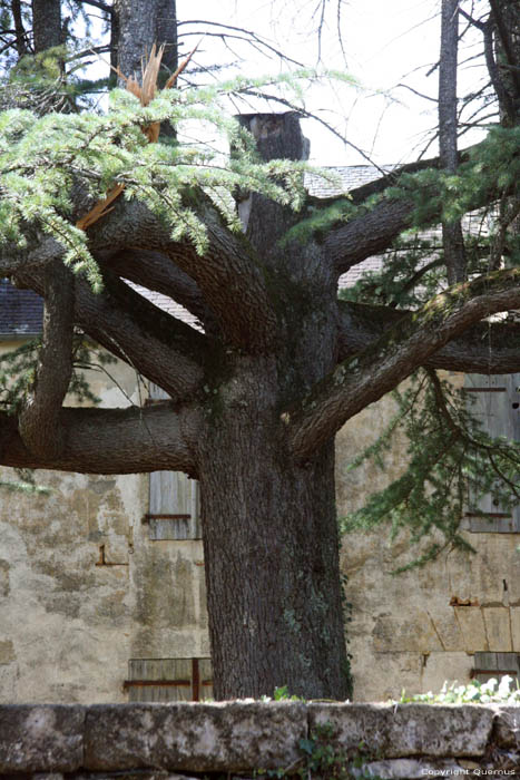 Tree close to Cougnac Cave PAYRIGNAC / FRANCE 