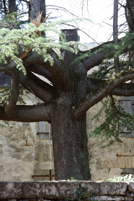 Arbre prs de la Grotte de Cougnac PAYRIGNAC / FRANCE 