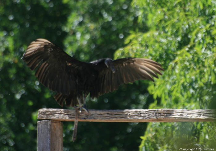 Vogelpark Rocamadour / FRANKRIJK 