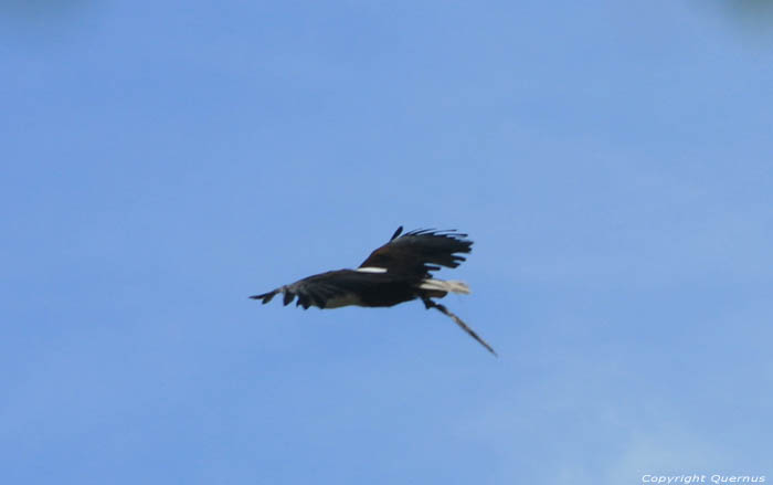 Parc d'oiseaux Rocamadour / FRANCE 