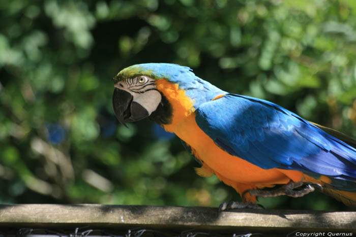 Vogelpark Rocamadour / FRANKRIJK 