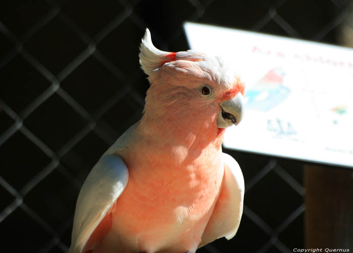 Vogelpark Rocamadour / FRANKRIJK 