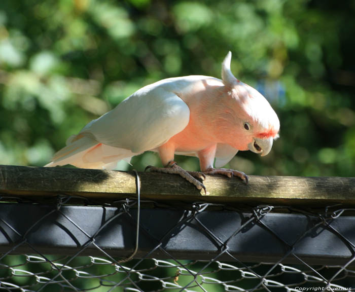 Vogelpark Rocamadour / FRANKRIJK 