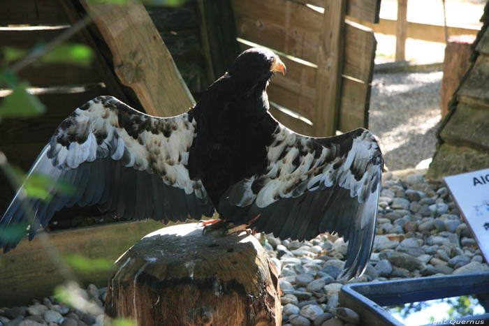 Parc d'oiseaux Rocamadour / FRANCE 