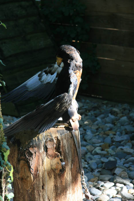 Parc d'oiseaux Rocamadour / FRANCE 