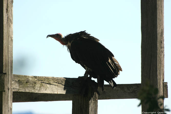 Bird parc Rocamadour / FRANCE 