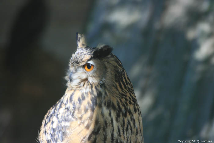 Parc d'oiseaux Rocamadour / FRANCE 