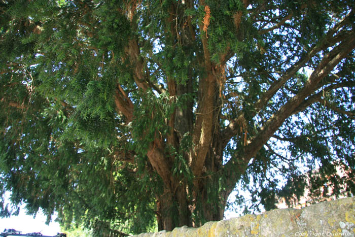 Arbre remarquable Domme / FRANCE 