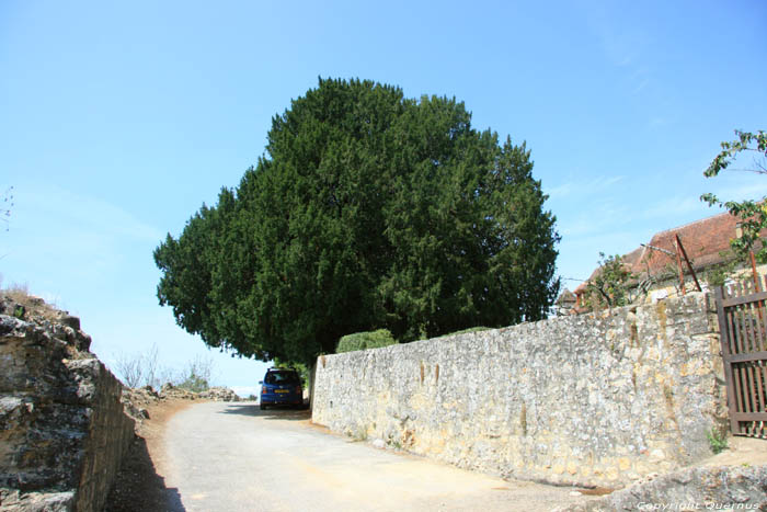 Remarquable tree Domme / FRANCE 