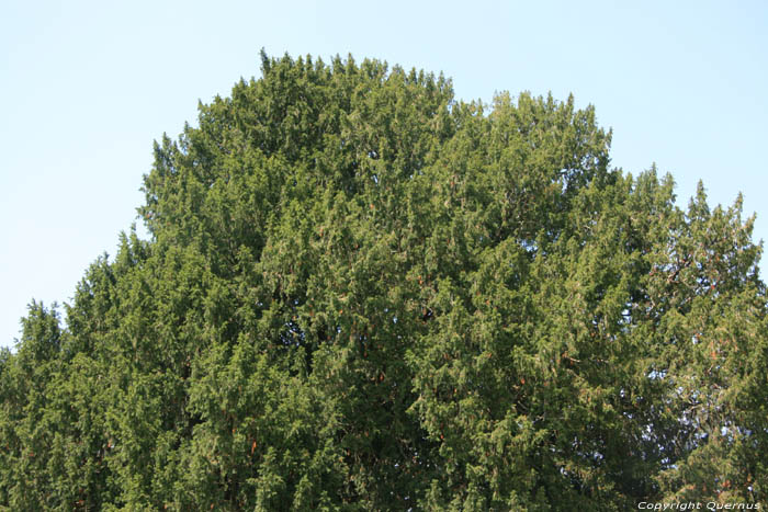 Arbre remarquable Domme / FRANCE 