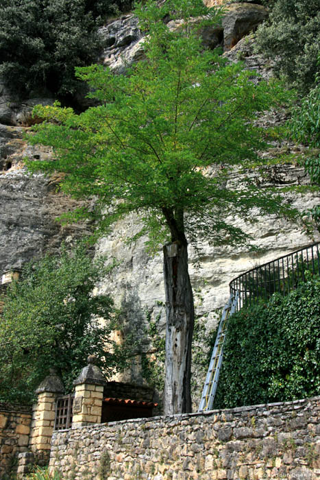 Oude boom La Roque-Gageac / FRANKRIJK 
