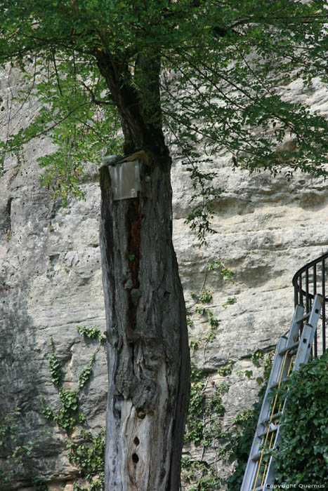 Ancien arbre La Roque-Gageac / FRANCE 