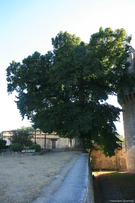 Old tree close to Monbazillac Monbazillac / FRANCE 