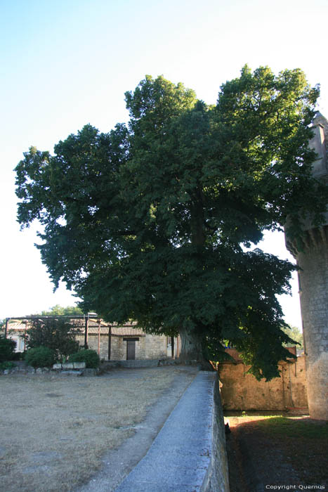 Vieil arbre prs chteau de Monbazillac Monbazillac / FRANCE 