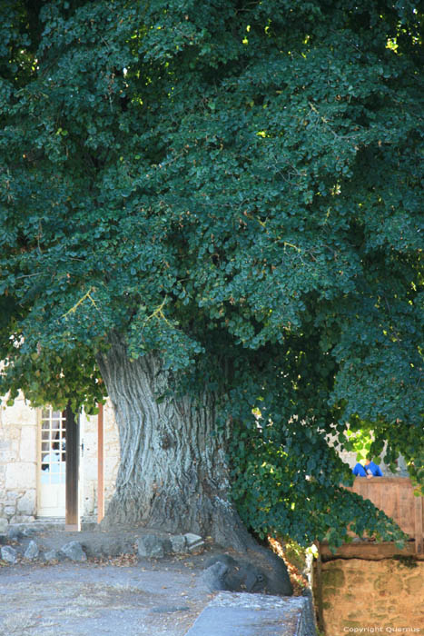 Oude boom bij kasteel Monbazillac Monbazillac / FRANKRIJK 